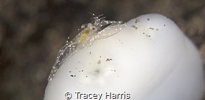A very tiny spotted shrimp on a white Tunicate by Tracey Harris 